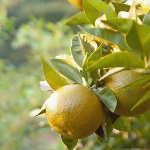 [先行予約]橙(だいだい)5kg箱(4.5キロ入り)