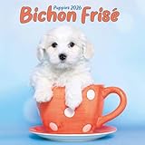 Bichon Frise Puppies Mini Kalender 2026