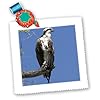 3dRose Osprey Bird Perch, Santee Lakes in San Diego CA - NA02 DJO0028 - Diane Johnson 25x25 inch Quilt Square #1