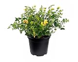 Lantana New Gold | 2 Large Trade Gallon Size Plants | Lantana Camara 'New Gold' | Yellow Ground Cover for Sun | Spreading Landscape Plants for Borders Slopes Containers Beds and Walkways