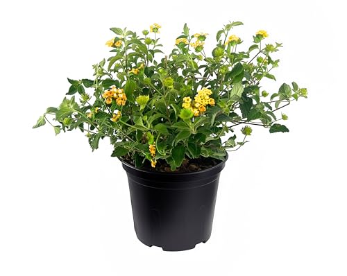 Lantana New Gold Plants
