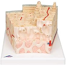 American 3B SCIENTIFIC A79 3B MICROanatomy Bone Structure Model, 80 Times Enlarged, 26 cm L x 19 cm W x 14.5 cm H