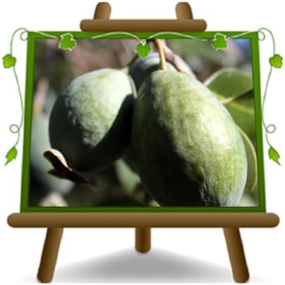 EURO PLANTS VIVAI Noyer Pecan Apache - Plante Fruitière En Pot 20x26 Cm, Hauteur 120-140 Cm, 2 Ans - Variété Productive & Savoureuse