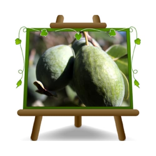 EURO PLANTS VIVAI Feijoa Mammouth - Plante fruitière Ancien en pot de 20 cm - Hauteur 100 cm - Âge 2 ans