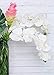 Meiliy 2pcs 11 Heads White Artificial Phalaenopsis Flower Real Touch Butterfly Orchid Flower Latex Orchids for Home Decoration Wedding Centerpieces Decorative Artificial Flowers (with no vase)