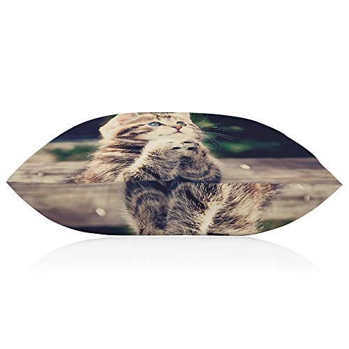 Ekobla Throw Pillow Cover Cat Animal Kitty Little Cute Kitten Funny Lovely Pet Blue Brown Big Eyes Fashion Decor Lumbar Pillow Case Cushion For Sofa Couch Bed Standard Queen Size 20X30 Inch #TOP5