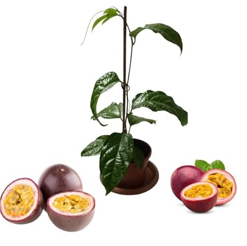 Purple Passion Fruit Tree Live Plant, 6-10 Inch, 4-Inch Pot