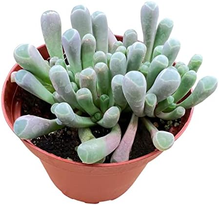 Baby Toes | Fenestraria rhopalophylla, Live Succulent Fully Rooted in 4 inch Nursery Pot, House Plant Home Office Wedding Decoration DIY Projects Party Favor Baby Shower