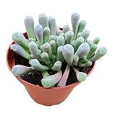 Baby Toes | Fenestraria rhopalophylla, Live Succulent Fully Rooted in 4 inch Nursery Pot, House Plan