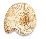 Serafino Véritable ammonite fossile de Madagascar 150 millions d'années ! Fossile Jurassique véritable 2,5-3,8 cm Fossile de Madagascar Cadeau idéal pour la collection d'éducation scientifique