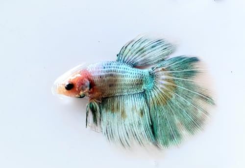 SevenSeaSupply - Live Matched Pair Half Moon Betta - 1 Male + 1 Female Assorted Half Moon Betta Tropical Fish