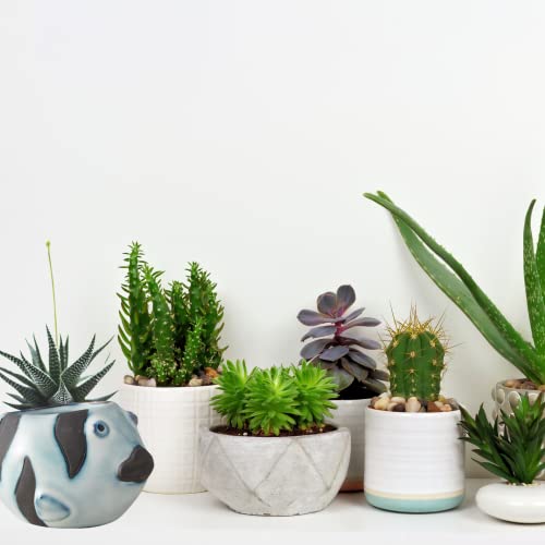 Mini Blue Ceramic Fish Planter, Planters Pots For Succulents, Cute Aquatic Decorations For Home, Unique Gifts For Plant Lovers, 2.2 Inches #TOP4