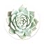 You Succulent