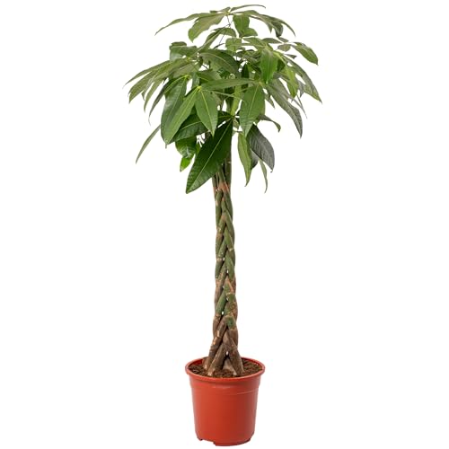 Image of Pachira Aquatica Money Tree Evergreen Indoor House Plant for Home Office in Pot | Stunning Foliage, Real Plants (27cm Pot, 140-150cm)