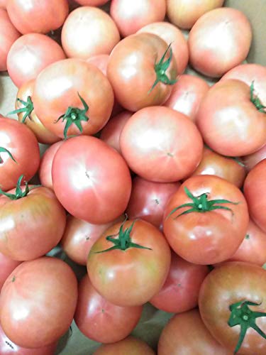 Y g}g 󂠂 Hp R.T`S mQY Ƃ܂