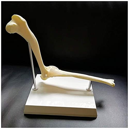 Bildungsmaterialien, Modellartikulation des Hundelbogen