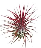 Color: Rojo DECOALIVE Clavel del Aire de Color Rojo Planta Natural para Decorar el Hogar Tillandsia Planta Aérea