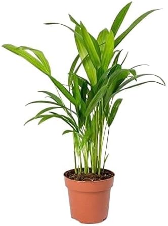 Sumit Greenery Ari Pam Indoor Live Plant - Pack of 1 | Exquisite Greenery for Home or Office | Low Maintenance and Elegant Decor