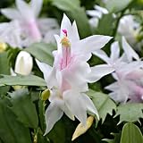 White Christmas Cactus Plant in 6' Pot |Zygocactus | Holiday Seasons