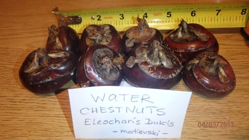 8 Bulbs of Chineese Water Chestnuts (Eleocharis dulcis), Sweet, Edible