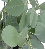25 pièces Graines d'eucalyptus en argent pérenne Plante d'intérieur ou jardin familial extérieur Décoration à feuilles persistantes Facile à germer forte adaptabilité