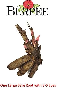 Burpee 'Bartzella' Itoh Perennial Peony - 1 Bare Root 3-5 Eye Plant