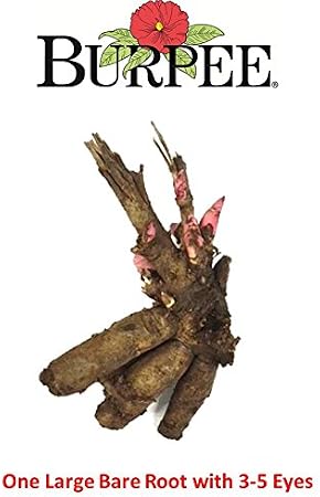 Burpee 'Bartzella' Itoh Perennial Peony - 1 Bare Root 3-5 Eye Plant