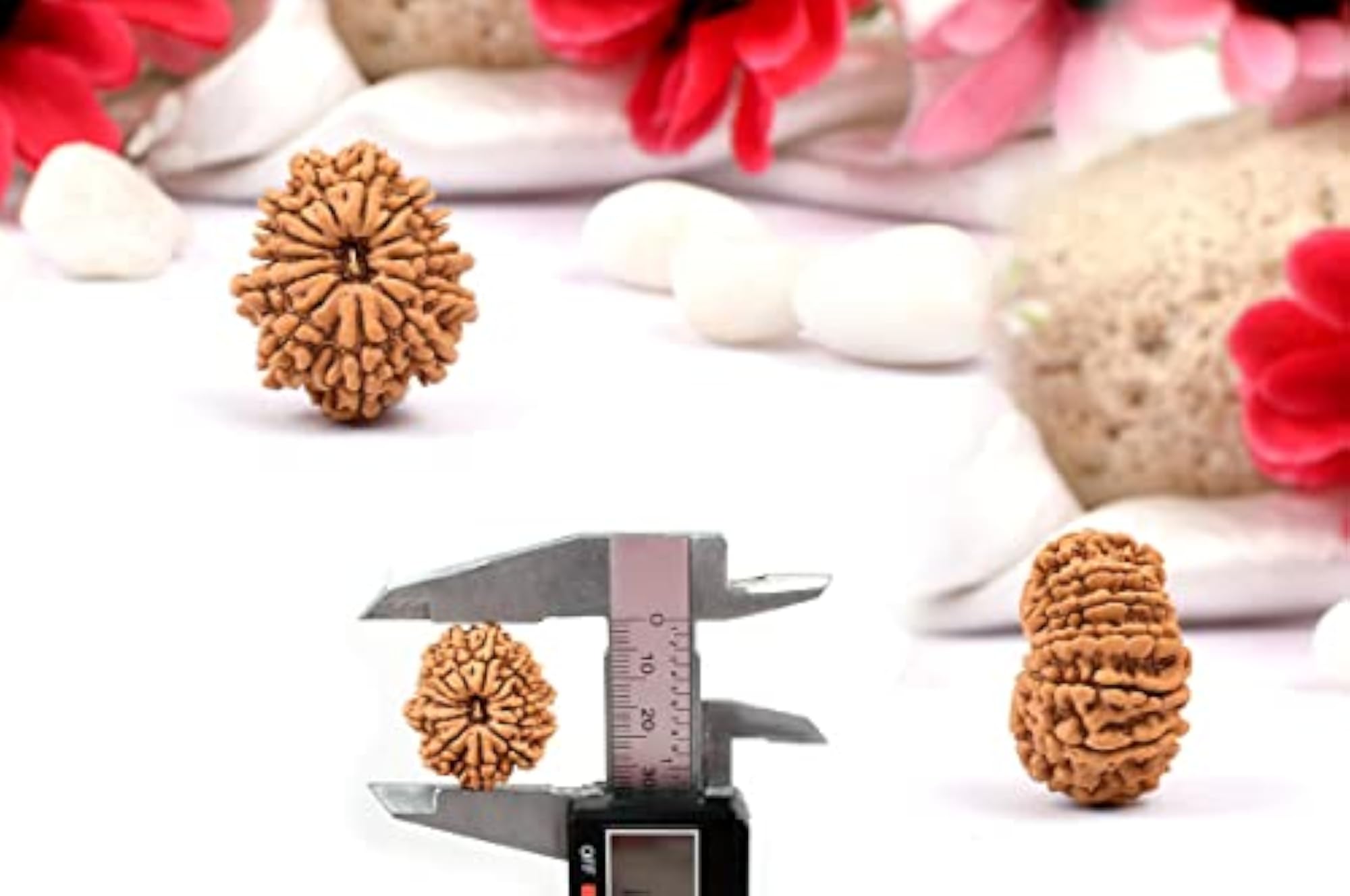 Thirteen Mukhi Holy Beads, Certified by Lab