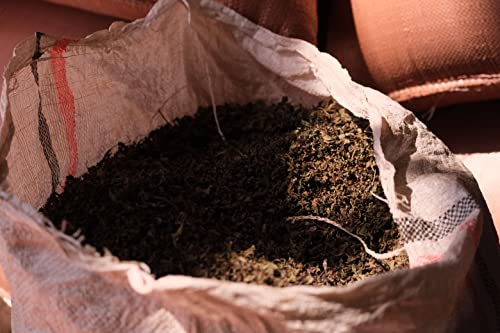 Koseret | Butter Clarifying Herb | Hand Picked & Processed Authentic Ethiopian Koseret | Harvested In And Imported From Ethiopia | Non-Gmo | Organic | No Preservatives | ኮሰረት (1 Oz) | Used To Make Niter Kibbeh And Dry Rubs #TOP4