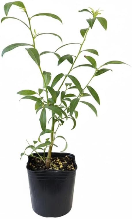 Emerald Blueberry Plant Live in 4’’ Pot, High Yield Blueberries Bush Shrub, Sweet Flavor, Ideal for Home Gardens, Patio Containers