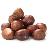 Chinese Chestnut Tree - Live Plant in a 3 Gallon Pot - 3-4 Feet Tall - Castanea Mollissima - Edible