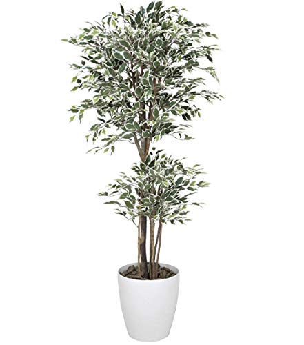 光触媒 光の楽園 トロピカルベンジャミン斑入り 高さ 1.8m