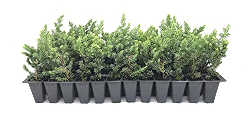 Juniper Blue Pacific - 30 Live Plants - Drought Tolerant Cold Hardy Evergreen Ground Cover #TOP1