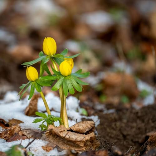 Karmels hage - Trosbekjennelsen | 39 Jesu hjerte cover art