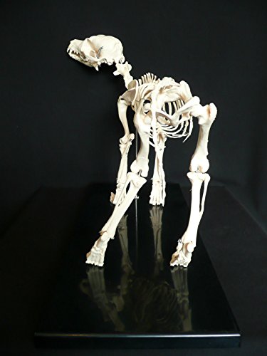 Aphrodite Anatomical Dog/Canine Skeleton Education Model - Medical Veterinary Anatomy By East #TOP1