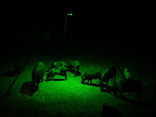 Elusive Wildlife The Kill Light Motion Activated Feeder Light - Green