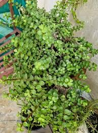 Jade Live Plant Hybrid Pune variety (Pack Of-2)-image-37