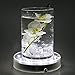 Acmee 6 Inch Acrylic Round Light Base, Vase LED Base Light for Table Centerpiece Decoration, Bright White Vase Illuminator, Battery Operated/USB Cable 2 Functions(White Light)