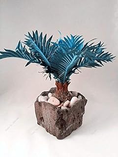 TUre Seeds of Mixed Cycas Palm Seeds from sago Flowers Bonsai Flowers The 95% Sprouting Rate + Plant in Rare Home Garden 50 Pieces/Bag: Only Seeds