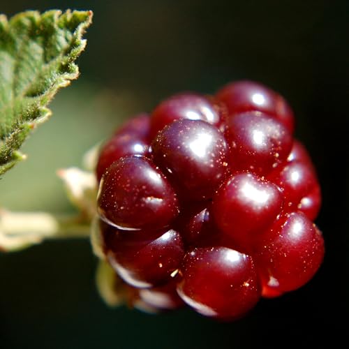 Deepest Desires Podcast Por  arte de portada