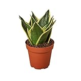 House Plant Shop | Snake 'Black Gold' - 4' Pot | Live Indoor Plant | Easy to Care | Natural Décor Plant | Great Gifts| Free Care Guide