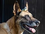 Lingquare Kits de Peinture au Diamant 5D pour Adultes Chien mésange Bleue Malinois Oiseau bébé Animal pour la décoration Murale de la Maison Adultes et Enfants Foret Complet 30x40cm