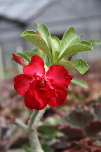 Image of Exotic live Adenium Bonsai Plant combo without pot - Live Desert Rose for Home & Balcony. PACK of 5 five with different colour. SGN DD