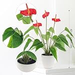 16.5 Inch Realistic Artificial Anthurium Flower Red Fake Flamingo Flower Simulated Andraeanum Plant Pot Decoration Table Photography Bonsai | Faux plastic bouquet, Green leaf plants model, Pot decoration centerpiece, Dining table photography bonsai p