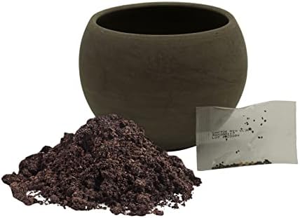 Pronto Seed Mixed Cactus Kit Contains 6 Varieties of Cactus Seeds with Basalt Planter Grow Your Own Cacti Plants Indoors Gardening Gift for Men and Women