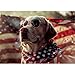 Trefl - Square Box - American Dog - 1000 Piece Jigsaw Puzzle 27