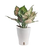 Costa Farms Trending Tropicals Aglaonema Live Indoor Plant, Self Watering Décor Plant Pot, 1 Foot Tall