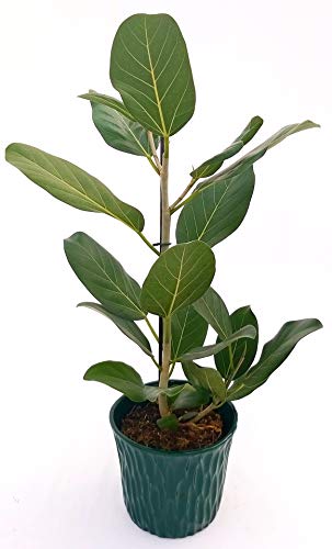 FICUS AUDREY - Jarrón de cerámica verde con espada en relieve, altura 70 cm, planta real