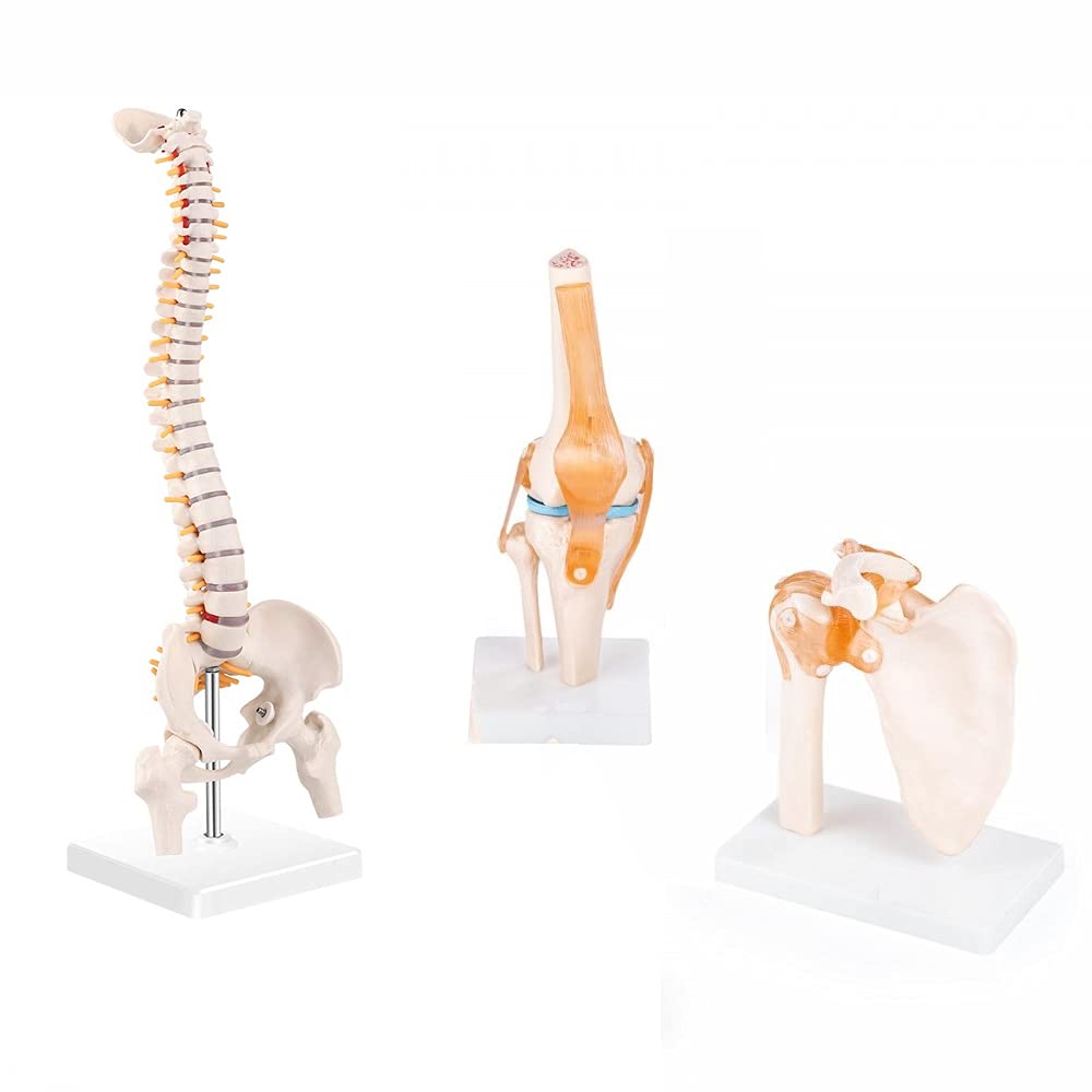 Genex - Shoulder Model, Knee Model, Spine Model, Premium Medical Quality, Life Size