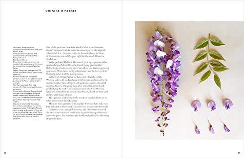 The Accidental Botanist: A Deconstructed Flower Book